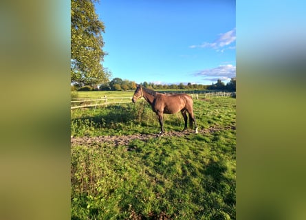 Holsteiner, Merrie, 9 Jaar, 168 cm, Bruin