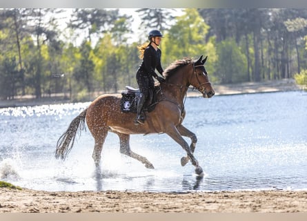 Holsteiner, Merrie, 9 Jaar, 168 cm, Bruin