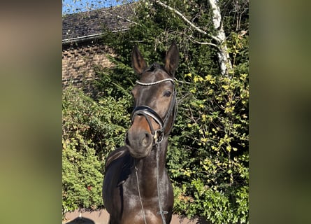 Holsteiner, Merrie, 9 Jaar, 168 cm, Donkerbruin