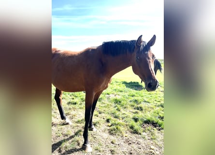 Holsteiner, Merrie, 9 Jaar, 169 cm, Bruin