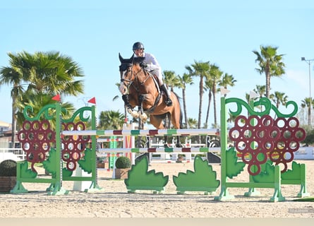 Holsteiner, Merrie, 9 Jaar, 169 cm, Bruin