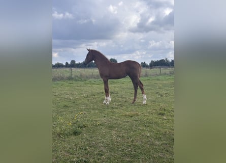 Holsteiner, Merrie, Veulen (05/2025), Donkere-vos