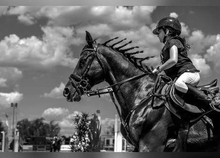 Holsteiner, Ruin, 13 Jaar, 165 cm, Donkerbruin
