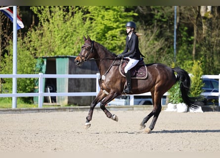 Holsteiner, Ruin, 14 Jaar, 175 cm, Bruin