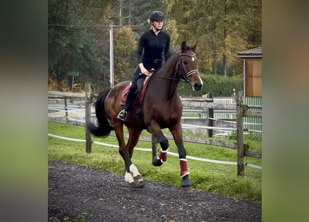 Holsteiner, Ruin, 17 Jaar, 180 cm, Bruin