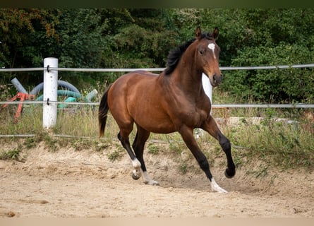 Holsteiner, Ruin, 2 Jaar, Bruin