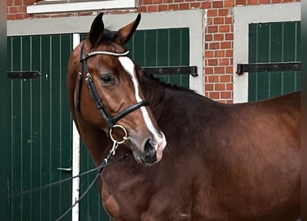 Holsteiner, Wallach, 3 Jahre, 168 cm, Brauner