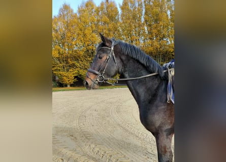 Holsteiner, Ruin, 3 Jaar, 170 cm, Bruin