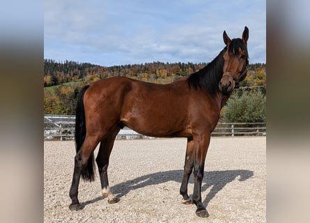 Holsteiner, Ruin, 3 Jaar, 173 cm, Bruin Holsteiner, Ruin, 3 Jaar, 173 cm, Bruin