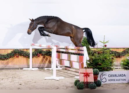 Holsteiner, Ruin, 3 Jaar, Bruin