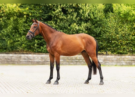 Holsteiner, Ruin, 3 Jaar, Bruin