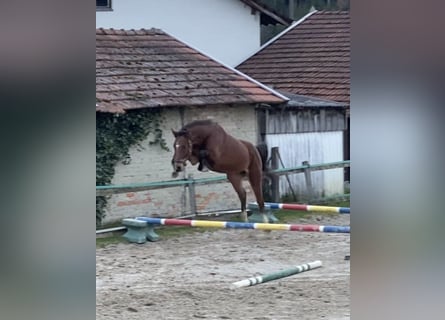 Holsteiner, Ruin, 3 Jaar, Bruin