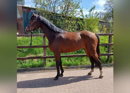 Holsteiner, Ruin, 4 Jaar, 164 cm, Bruin