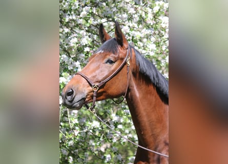 Holsteiner, Ruin, 4 Jaar, 169 cm, Bruin
