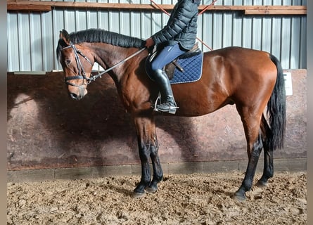 Holsteiner, Ruin, 4 Jaar, 173 cm, Bruin