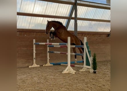 Holsteiner, Ruin, 4 Jaar, 175 cm, Bruin