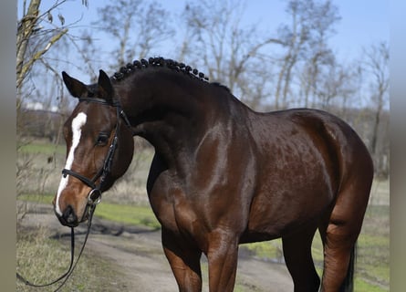 Holsteiner, Ruin, 4 Jaar, 180 cm, Bruin