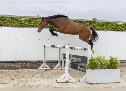 Holsteiner, Ruin, 5 Jaar, 160 cm, Bruin