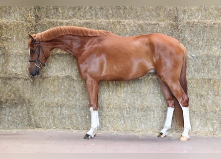 Holsteiner, Ruin, 5 Jaar, 163 cm, Donkere-vos