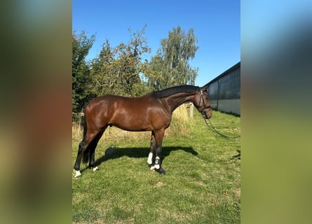 Holsteiner, Ruin, 5 Jaar, 166 cm, Bruin