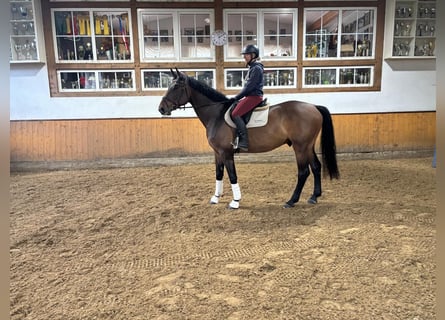 Holsteiner, Ruin, 5 Jaar, 167 cm, Bruin