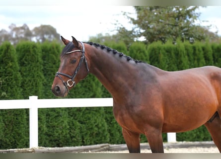 Holsteiner, Ruin, 5 Jaar, 167 cm, Donkerbruin