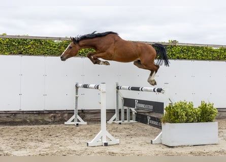 Holsteiner, Ruin, 5 Jaar, 168 cm, Bruin