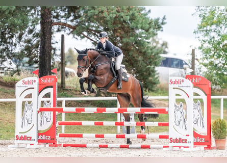 Holsteiner, Ruin, 5 Jaar, 169 cm, Donkere-vos