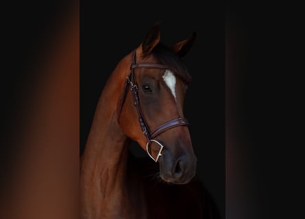 Holsteiner, Ruin, 5 Jaar, 170 cm, Bruin