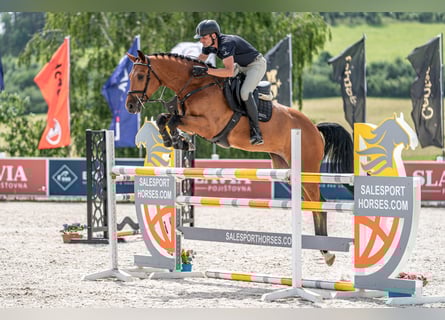 Holsteiner, Ruin, 5 Jaar, 170 cm, Roodbruin