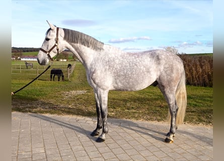 Holsteiner, Ruin, 5 Jaar, 171 cm, Schimmel