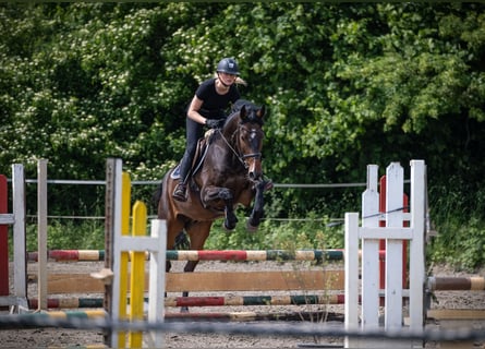 Holsteiner, Ruin, 5 Jaar, 172 cm, Bruin