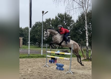 Holsteiner, Wallach, 5 Jahre, 172 cm, Schimmel