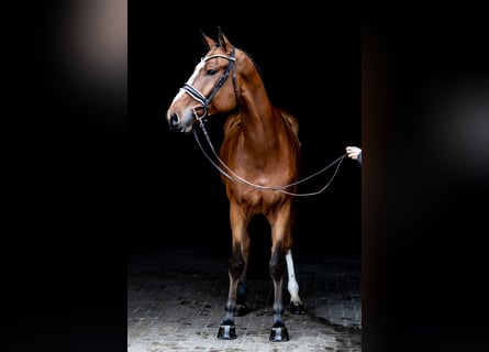 Holsteiner, Ruin, 5 Jaar, 175 cm, Brauner