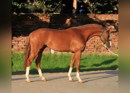 Holsteiner, Wallach, 5 Jahre