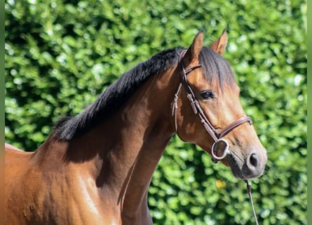 Holsteiner, Wallach, 6 Jahre, 164 cm, Brauner