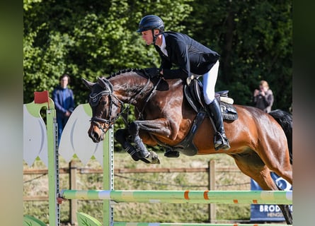 Holsteiner, Ruin, 6 Jaar, 165 cm, Bruin
