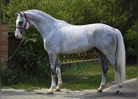 Holsteiner, Ruin, 6 Jaar, 170 cm, Schimmel Holsteiner, Ruin, 6 Jaar, 170 cm, Schimmel