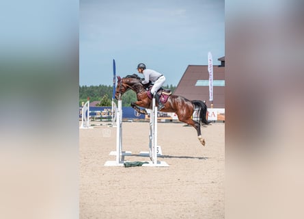 Holsteiner, Ruin, 6 Jaar, Roodbruin