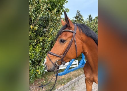 Holsteiner, Ruin, 7 Jaar, 170 cm, Bruin