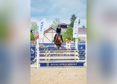 Holsteiner, Ruin, 8 Jaar, 167 cm, Bruin
