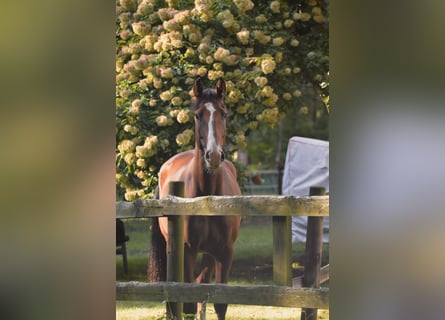 Holsteiner, Ruin, 8 Jaar, 167 cm, Bruin
