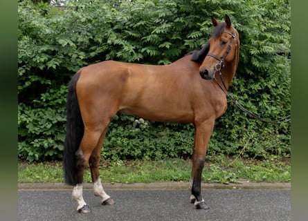 Holsteiner, Ruin, 8 Jaar, 174 cm, Bruin