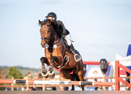 Holsteiner, Ruin, 9 Jaar, 170 cm, Bruin