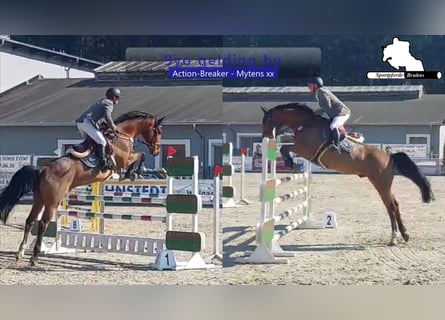 Holsteiner, Ruin, 9 Jaar, 172 cm, Bruin