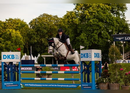 Holsteiner, Sto, 14 år, 170 cm, Grå