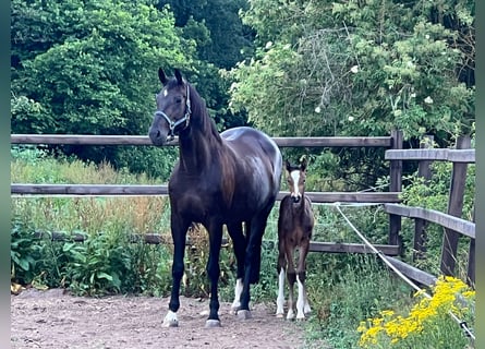 Holsteiner, Sto, 1 år, Mörkbrun