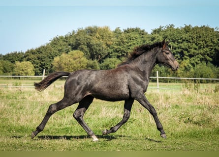 Holsteiner, Sto, 3 år, 156 cm, Grå