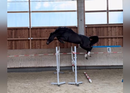 Holsteiner, Sto, 5 år, 166 cm, Rökfärgad svart