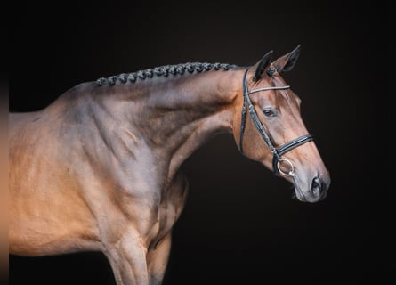 Holsteiner, Sto, 5 år, 168 cm, Mörkbrun